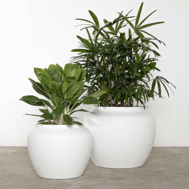 Corsica Urn - Image 2