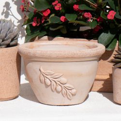 Olive | Just Add Plants